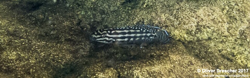 Julidochromis cf. regani 'Jakobsen's Beach'