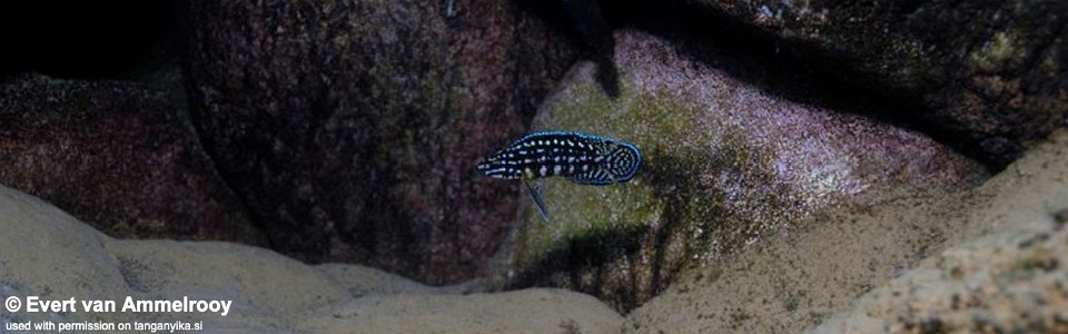 Julidochromis cf. regani 'Kigoma'<br><font color=gray>J. cf. regani 'Kigoma'</font>