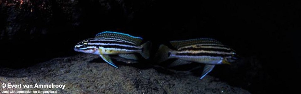 Julidochromis cf. regani 'Mkangazi'<br><font color=gray>J. sp. 'Regani Kekese' Mkangazi</font>