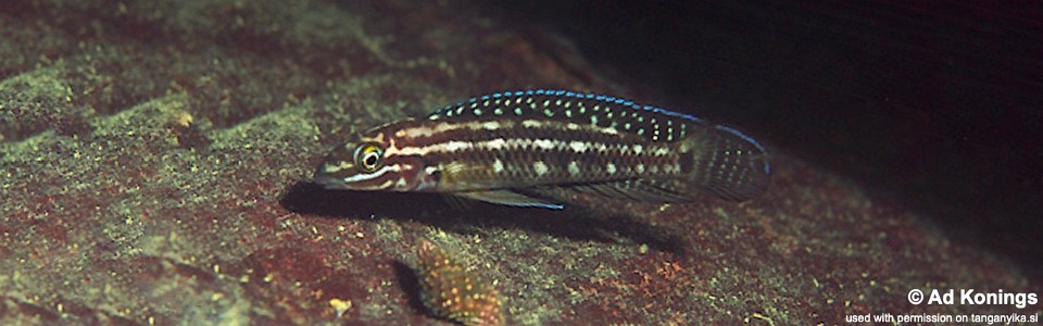 Julidochromis cf. regani 'Molwe'<br><font color=gray>J. sp. 'Regani Samazi' Molwe</font>