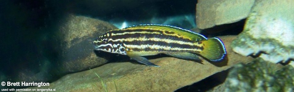 Julidochromis cf. regani 'Nsumbu NP'