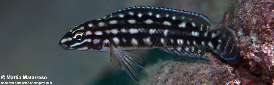 Julidochromis cf. regani 'Samazi'<br><font color=gray>J. sp. 'Regani Samazi' Samazi</font>