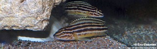 Julidochromis cf. regani 'Bujumbura'.jpg