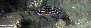 Julidochromis cf. regani 'Bulu Point'.jpg