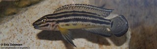 Julidochromis cf. regani 'Burundi'.jpg