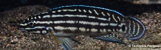 Julidochromis cf. regani 'Cape Bangwe'.jpg
