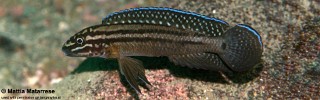 Julidochromis cf. regani 'Cape Chaitika'.jpg