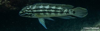 Julidochromis cf. regani 'Izinga Island'.jpg