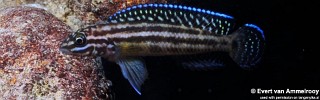 Julidochromis cf. regani 'Katete'.jpg