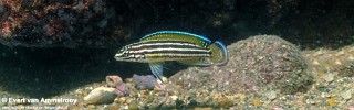 Julidochromis cf. regani 'Zambia'.jpg