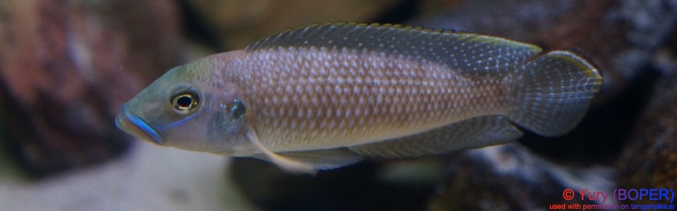 Lamprologus callipterus 'Cape Chaitika'