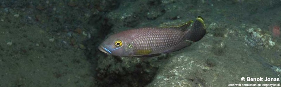 Lamprologus callipterus 'Cape Kabogo'