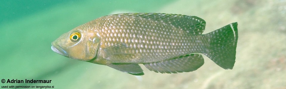 Lamprologus callipterus 'Isanga'