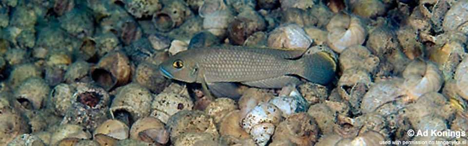 Lamprologus callipterus 'Karilani Island'