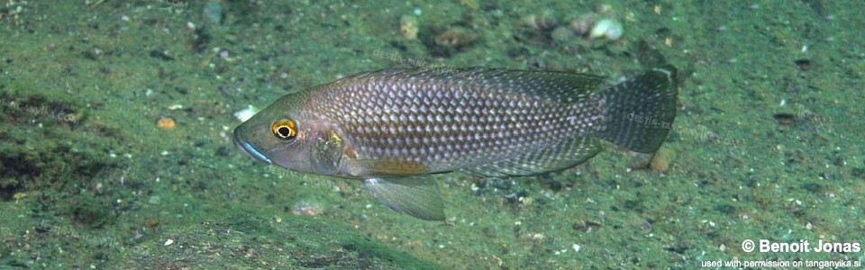 Lamprologus callipterus 'Kasanga'