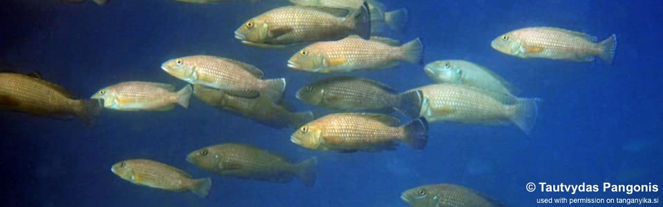 Lamprologus callipterus 'Kaswente Bay'