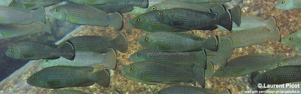 Lamprologus callipterus 'Lupita Island'