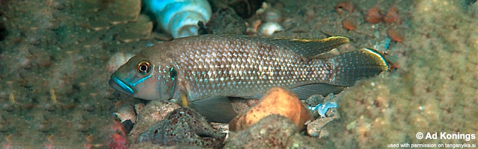 Lamprologus callipterus 'Moliro'