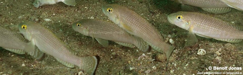 Lamprologus callipterus 'Mtosi'