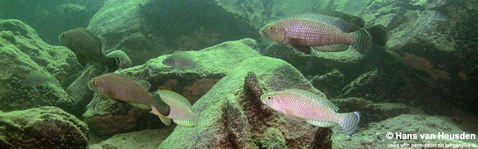 Lamprologus callipterus 'Mvuna Island'