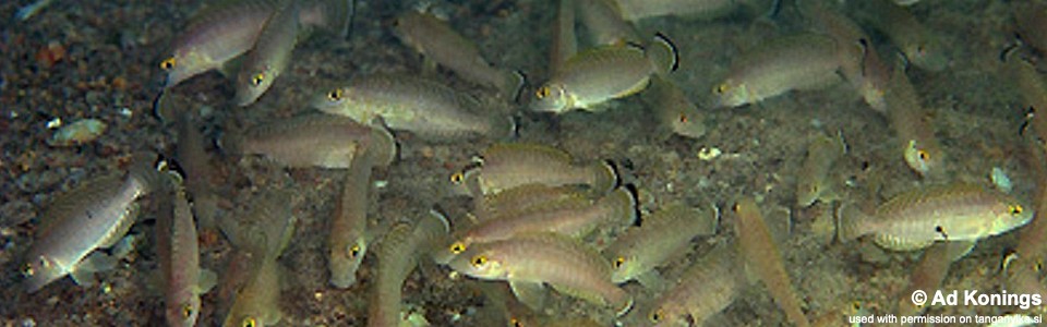 Lamprologus callipterus 'Namansi'