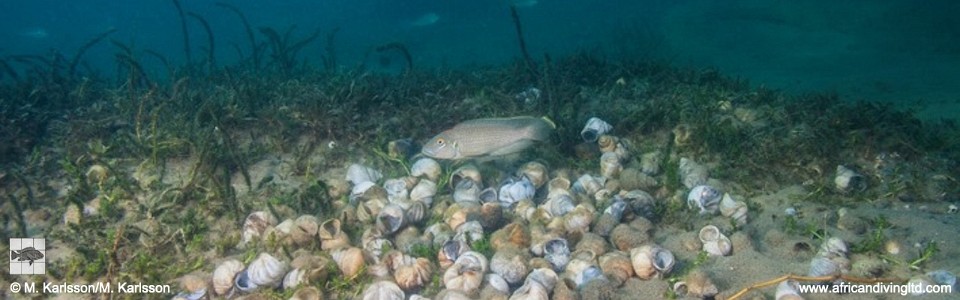 Lamprologus callipterus 'Udachi'