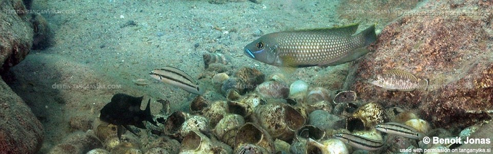 Lamprologus callipterus 'Ulwile Island'