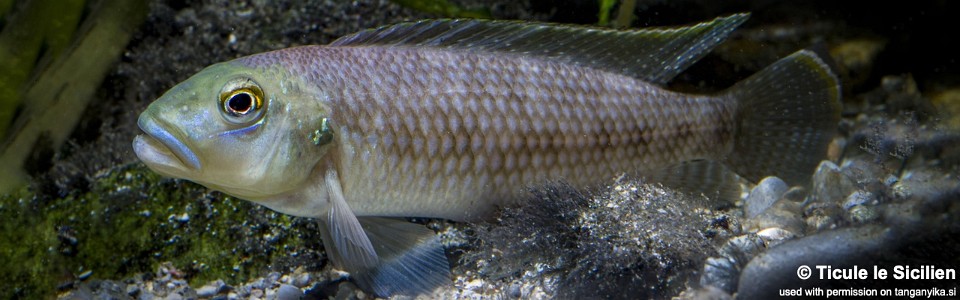 Lamprologus callipterus (Burundi)