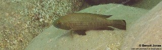 Lamprologus callipterus 'Halembe'.jpg