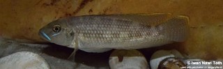 Lamprologus callipterus 'Kigoma'.jpg