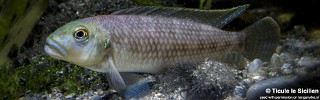 Lamprologus callipterus (Burundi).jpg