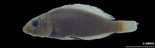 Lamprologus finalimus