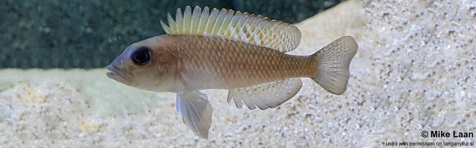 Lamprologus cf. kungweensis 'Muzimu'