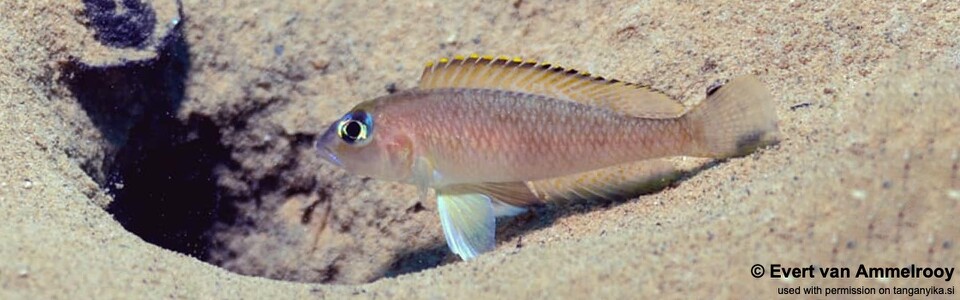 Lamprologus kungweensis 'Gombe Stream NP'