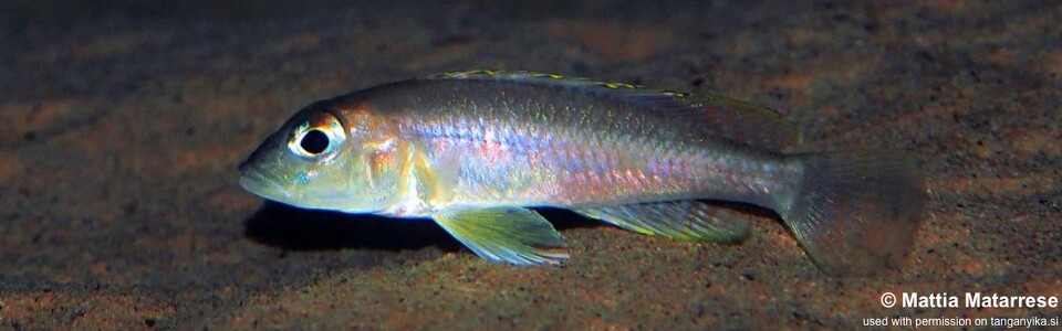 Lamprologus kungweensis 'Jakobsen's Beach'