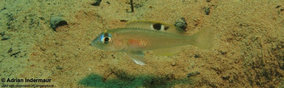 Lamprologus kungweensis 'Kalalangabo'