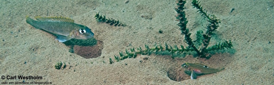 Lamprologus kungweensis 'Kigoma'