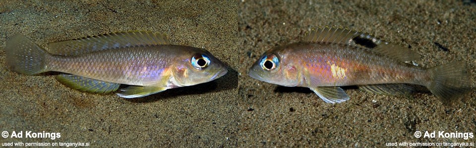 Lamprologus kungweensis 'Mkuyu'