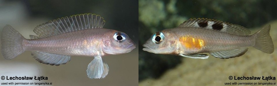 Lamprologus kungweensis (unknown locality)