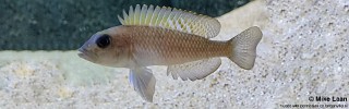 Lamprologus cf. kungweensis 'Muzimu'.jpg