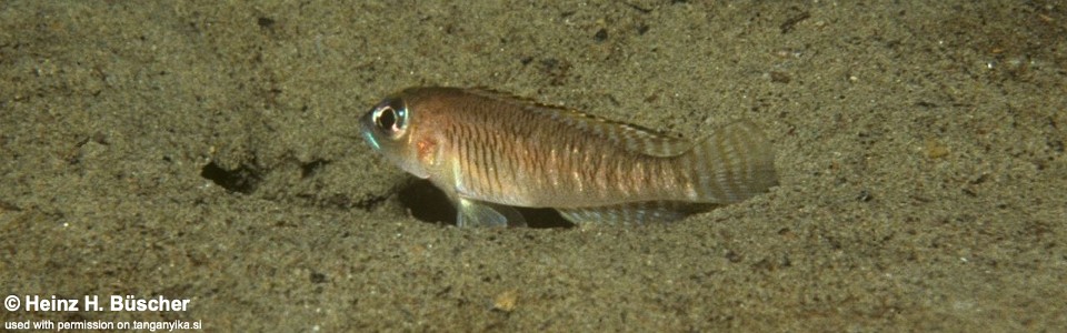 Lamprologus laparogramma 'Mupapa'