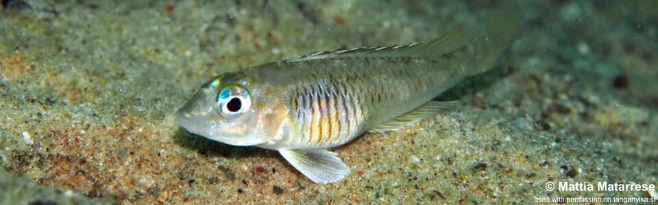 Lamprologus laparogramma 'Ngosa Point'