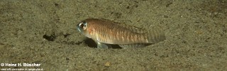 Lamprologus laparogramma 'Mupapa'.jpg