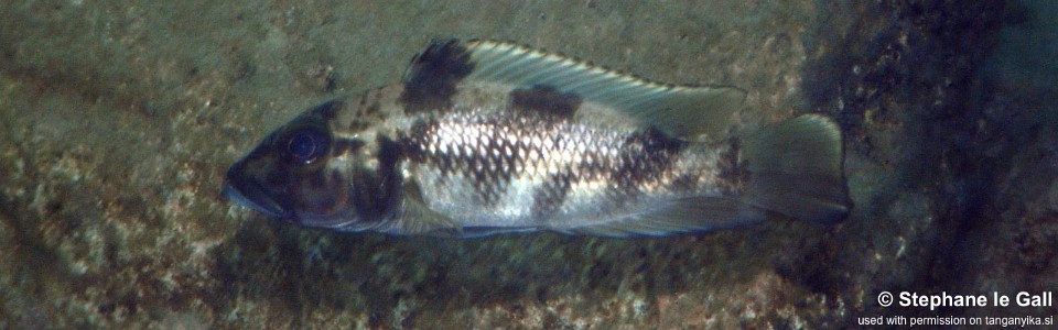 Lamprologus lemairii 'Bulu Point'<br><font color=gray>Lepidiolamprologus lemairii 'Bulu Point'</font> 