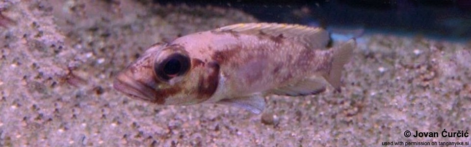 Lamprologus lemairii 'Cape Chaitika'<br><font color=gray>Lepidiolamprologus lemairii 'Cape Chaitika'</font> 