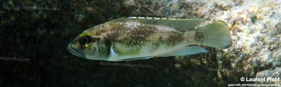 Lamprologus lemairii 'Cape Mpimbwe'<br><font color=gray>Lepidiolamprologus lemairii 'Cape Mpimbwe'</font> 