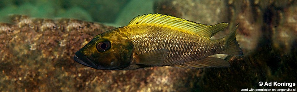 Lamprologus lemairii 'Cape Nangu'<br><font color=gray>Lepidiolamprologus lemairii 'Cape Nangu'</font> 