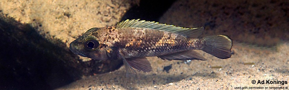 Lamprologus lemairii 'Isanga'<br><font color=gray>Lepidiolamprologus lemairii 'Isanga'</font> 