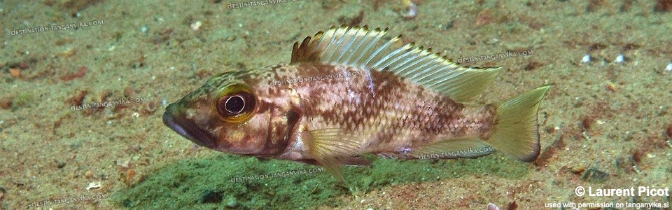 Lamprologus lemairii 'Kabwe'<br><font color=gray>Lepidiolamprologus lemairii 'Kabwe'</font> 