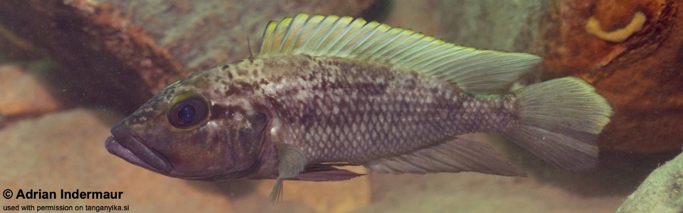 Lamprologus lemairii 'Kalambo Lodge'<br><font color=gray>Lepidiolamprologus lemairii 'Kalambo Lodge'</font> 